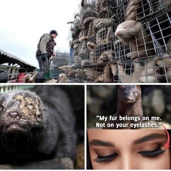 ‼️SAY NO TO MINK EYELASHES & COATS! 🧥👁 - Picture 5 of 16